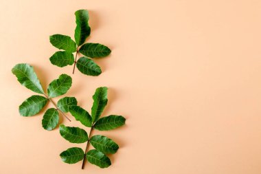 pastel turuncu kağıt arka plan üzerinde en az düzeyde kavram düz laytropical yaprakları.