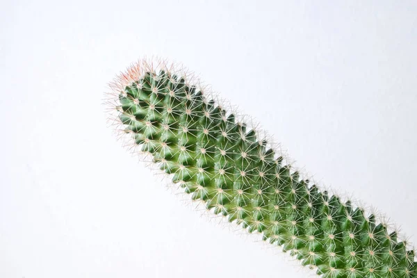 Succulents ou cactus dans des pots en béton sur fond blanc sur l'étagère — Photo