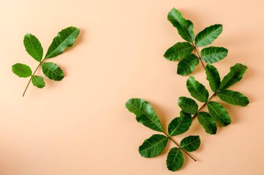 pastel turuncu kağıt arka plan üzerinde en az düzeyde kavram düz laytropical yaprakları.