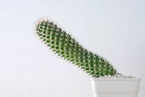 Succulents 또는 선반에 흰색 배경 위에 콘크리트 냄비에 선인장 — 스톡 사진