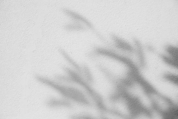 Preto e branco abstrato fundo textuer de sombras folha em uma parede de concreto . — Fotografia de Stock