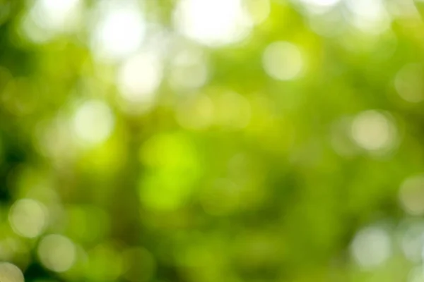 Abstrato verde bokeh natureza fundo — Fotografia de Stock