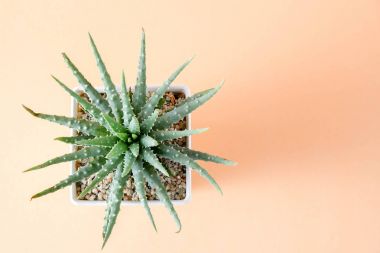 succulents ya da kaktüs rafta turuncu arka plan üzerinde beton tencere