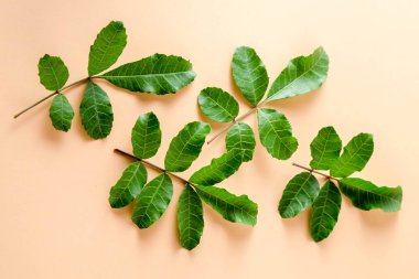 pastel turuncu kağıt arka plan üzerinde en az düzeyde kavram düz laytropical yaprakları.