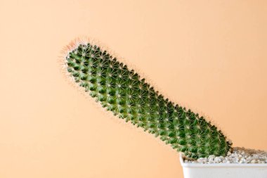 succulents ya da kaktüs rafta turuncu arka plan üzerinde beton tencere