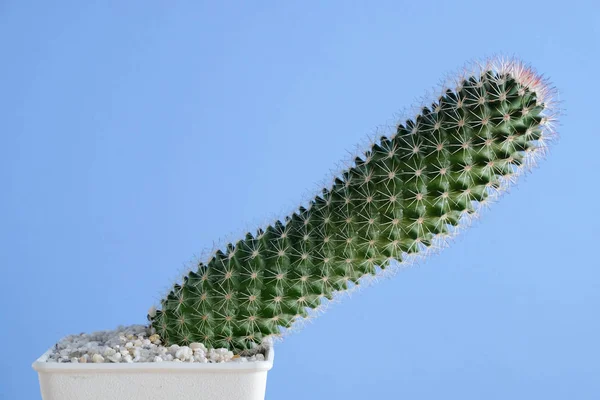 Suculentas o cactus en macetas de hormigón sobre fondo azul en el estante —  Fotos de Stock