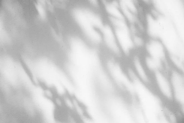 Black and White  abstract background textuer of shadows leaf on a concrete wall. — Stock Photo, Image