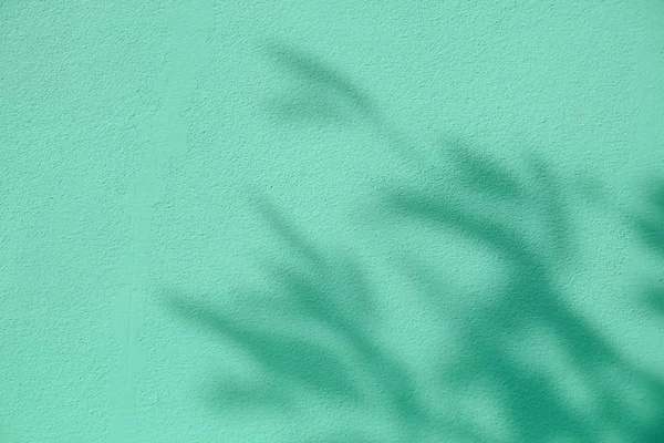 Фон тіні листя на білій бетонній стіні — стокове фото