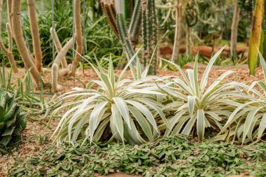 Kaktüs etli bitki cam evde