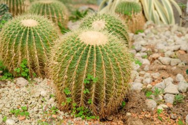 Kaktüs etli bitki cam evde