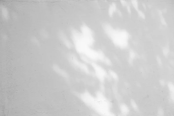 Czarno-białe tło textuer cienie liści na betonową ścianę. — Zdjęcie stockowe