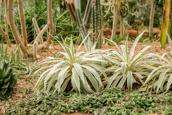 Kaktüs etli bitki cam evde