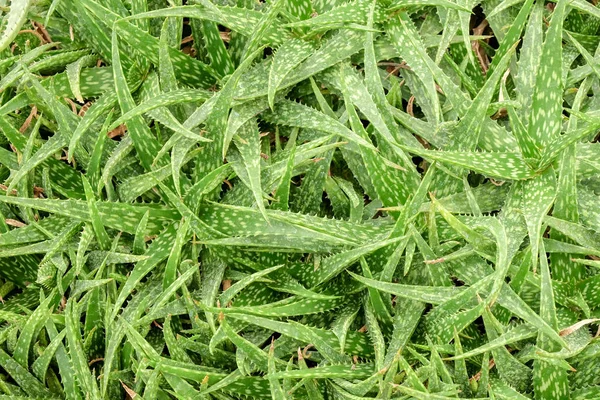 Planta suculenta de cacto na casa de vidro — Fotografia de Stock