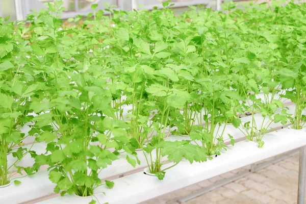 Organic hydroponic vegetable farm — Stock Photo, Image