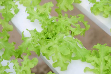 Organik hydroponic sebze çiftliği