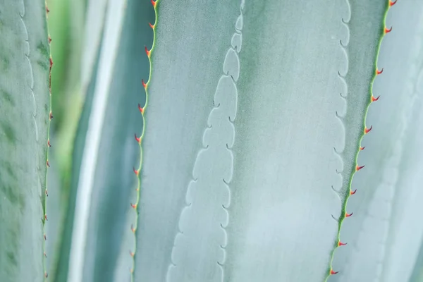 Textuador abstracto de fondo de planta suculenta de cactus — Foto de Stock