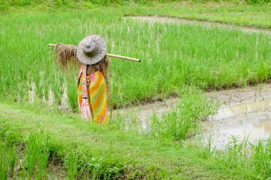 Kırsal Tayland pirinç tarlaları