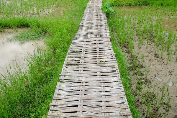 Rice fields in rural Thailand — Stock Photo, Image