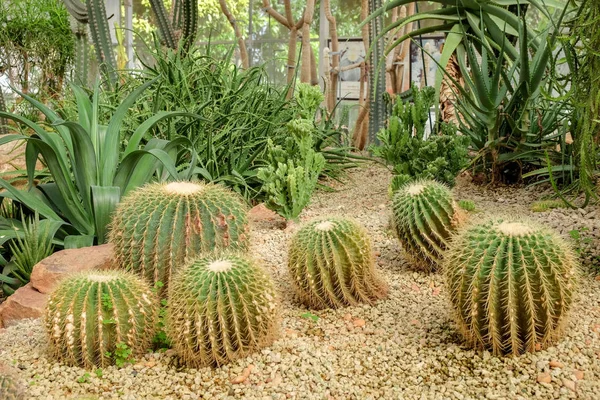 Kaktüs etli bitki cam evde