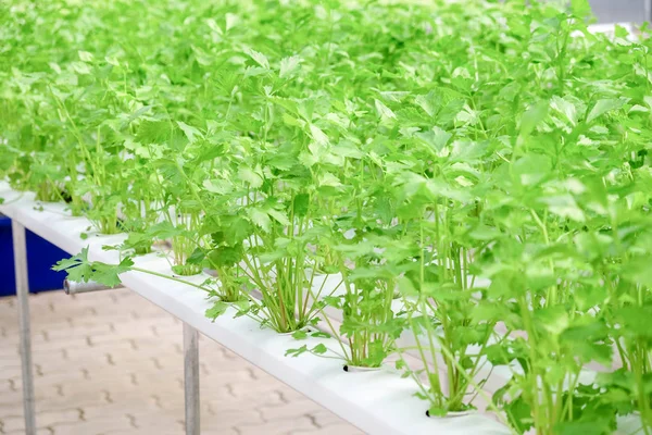 Organik hydroponic sebze çiftliği