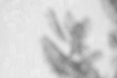 Siyah ve beyaz arka plan textuer gölgeler yaprak beton duvara.