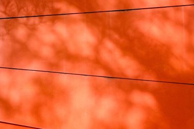 Beton bir duvardaki gölge yaprağının soyut arkaplan dokuyucusu.