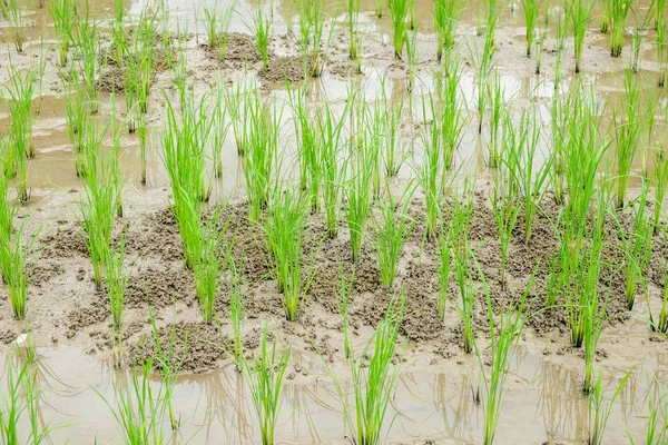 Pola ryżowe w wiejskim Tajlandii — Zdjęcie stockowe