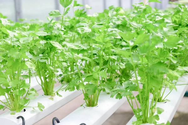 Organik hydroponic sebze çiftliği