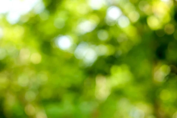 Abstrakt grön bokeh natur bakgrund — Stockfoto