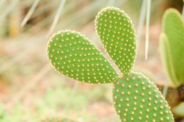 Kaktüs etli bitki cam evde