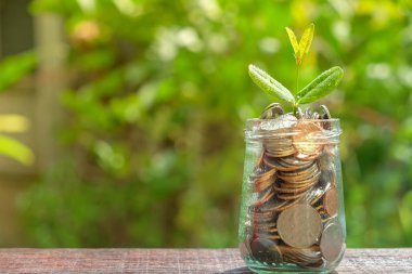 yatırım kavramı için para kazanmak. paralar dışarı büyüyen bitki
