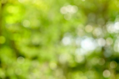 Soyut yeşil bokeh doğa arka plan