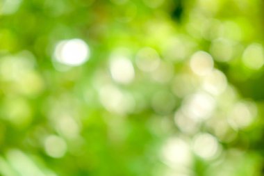 Soyut yeşil bokeh doğa arka plan