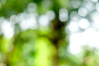 Soyut yeşil bokeh doğa arka plan