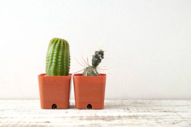 succulents ya da kaktüs rafındaki beyaz arka plan üzerinde beton tencere