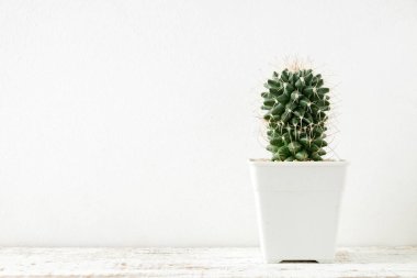 succulents ya da kaktüs rafındaki beyaz arka plan üzerinde beton tencere