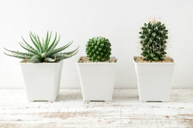 succulents ya da kaktüs rafındaki beyaz arka plan üzerinde beton tencere