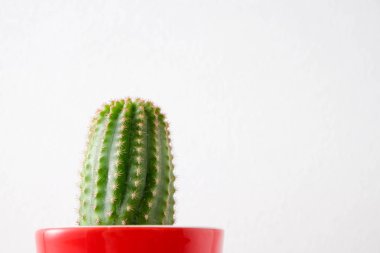 succulents ya da kaktüs rafındaki beyaz arka plan üzerinde beton tencere