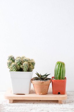 succulents ya da kaktüs rafındaki beyaz arka plan üzerinde beton tencere