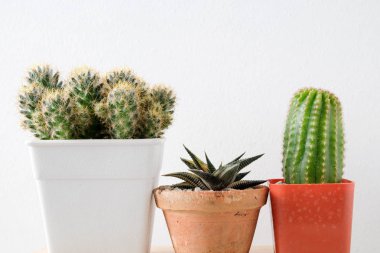 succulents ya da kaktüs rafındaki beyaz arka plan üzerinde beton tencere