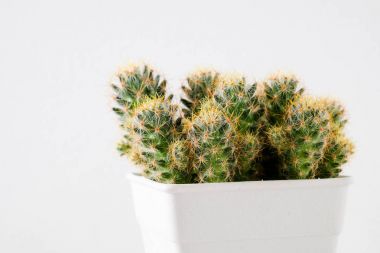 succulents ya da kaktüs rafındaki beyaz arka plan üzerinde beton tencere