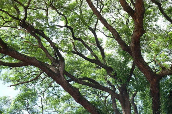 Yeşil ağaç dalı arka plan dokusu