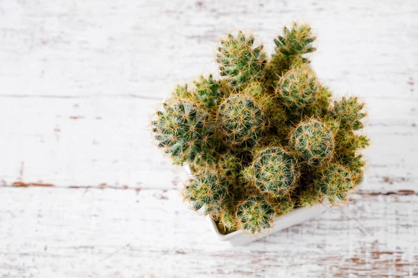Сукуленти або кактуси в бетонних горщиках на білому тлі на полиці — стокове фото