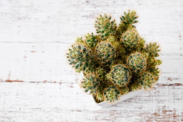 Succulents or cactus in concrete pots over white background on the shelf — Stock Photo, Image