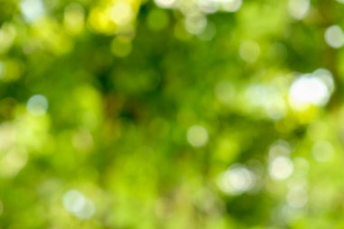 Soyut yeşil bokeh doğa arka plan