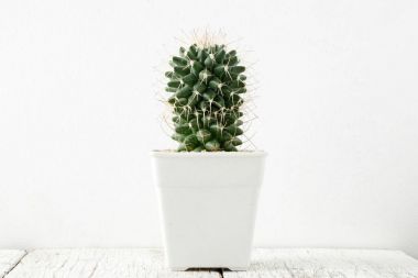 succulents ya da kaktüs rafındaki beyaz arka plan üzerinde beton tencere