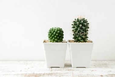 succulents ya da kaktüs rafındaki beyaz arka plan üzerinde beton tencere