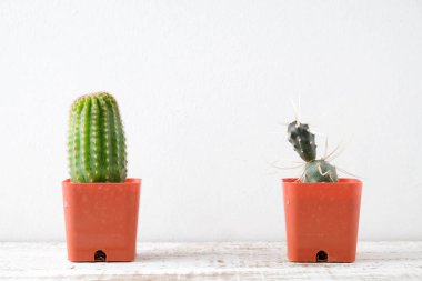 succulents ya da kaktüs rafındaki beyaz arka plan üzerinde beton tencere