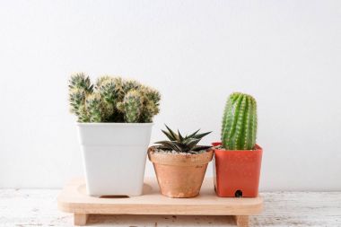 succulents ya da kaktüs rafındaki beyaz arka plan üzerinde beton tencere