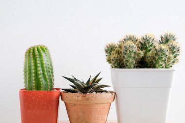 succulents ya da kaktüs rafındaki beyaz arka plan üzerinde beton tencere